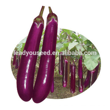 ME18 Fengshou lila Hybrid lange Aubergine Samen zum Pflanzen